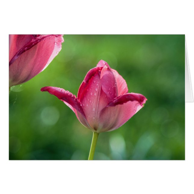 pink tulip with dew drops (Front Horizontal)