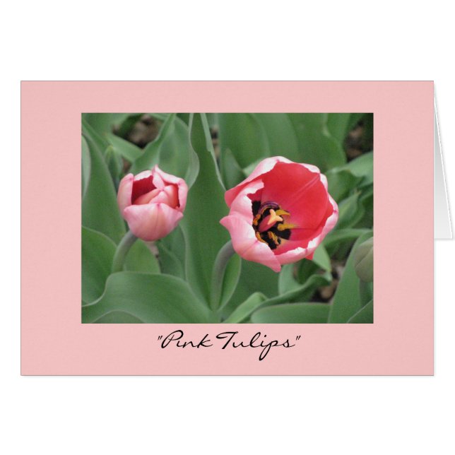 "Pink Tulips" (Front Horizontal)