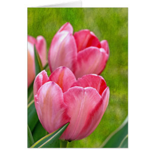Pink Tulips