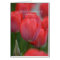 Pink Tulips