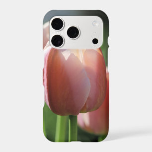 Pink Tulips
