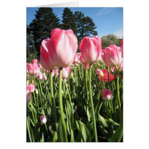 Pink Tulips