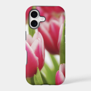 Pink tulips