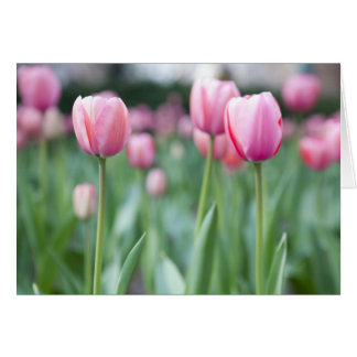 Pink Tulips