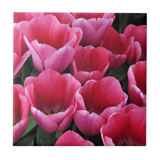 Pink tulips beauty        tile (Front)
