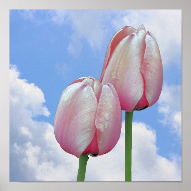 Pink Tulips Blue Sky And White Clouds Poster (Front)