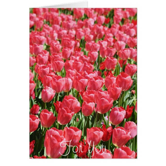 Pink tulips field (Front)