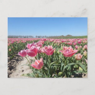 Pink Tulips Field Landscape DIY Postcard
