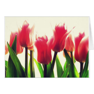 Pink Tulips Flowers