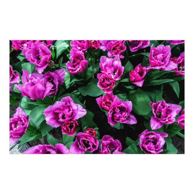 Pink tulips flowers photo print (Front)