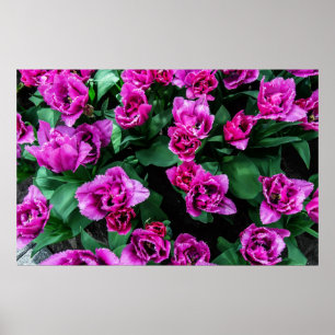 Pink tulips flowers poster