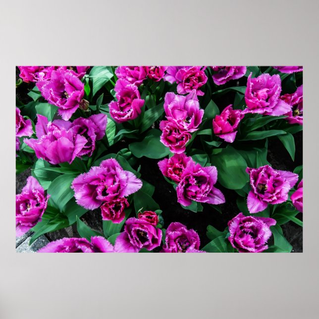 Pink tulips flowers poster (Front)