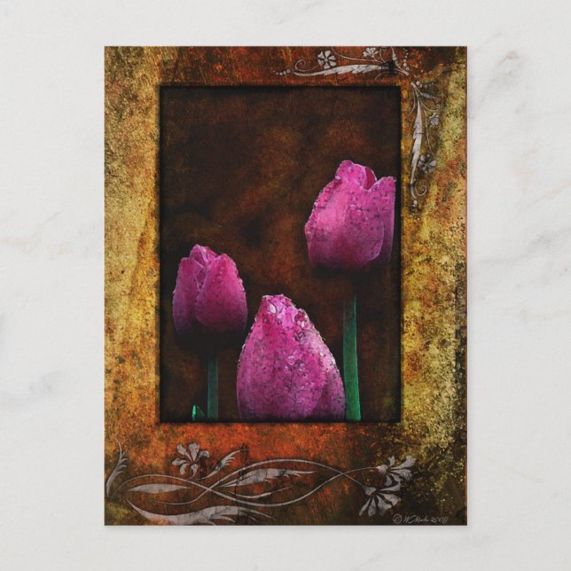 Pink Tulips-Framed Postcard (Front)