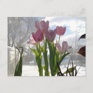 Pink Tulips In The Winter Sun Postcard