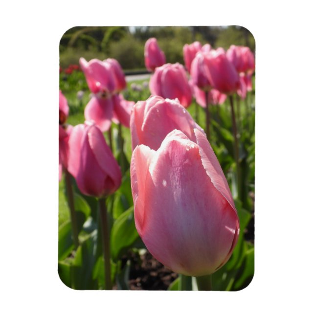 Pink Tulips Magnet (Vertical)
