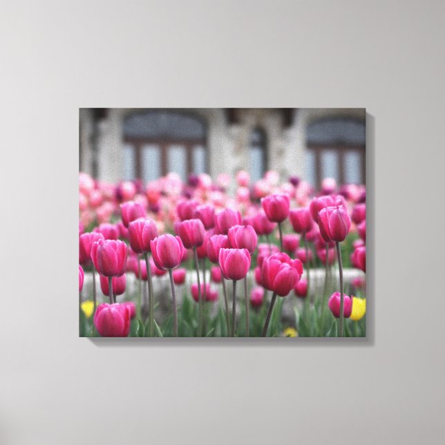 Pink Tulips - Montreal (Canvas) Canvas Print (Front)