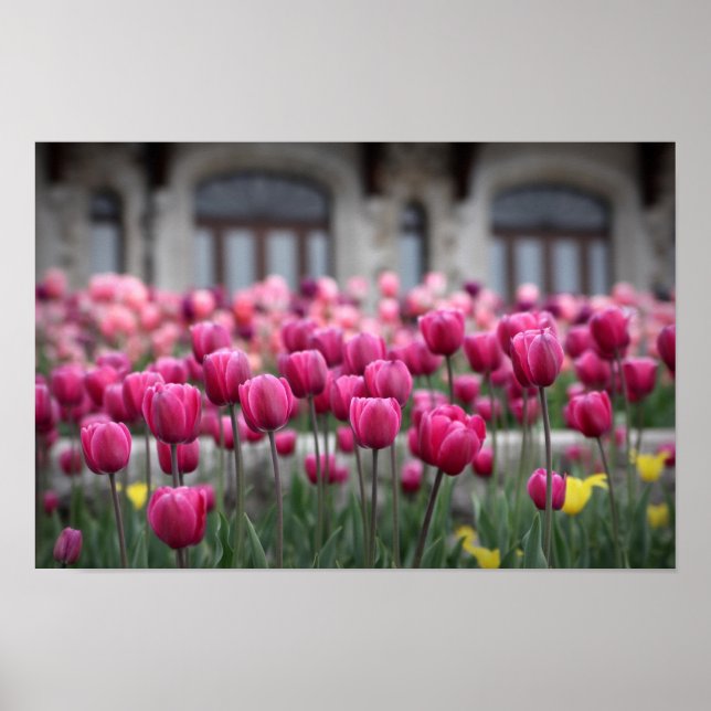 Pink Tulips - Montreal (Poster) Poster (Front)