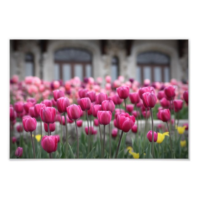 Pink Tulips - Montreal (Print) Photo Print (Front)