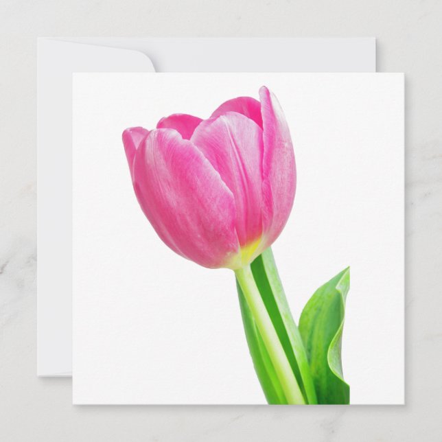 Pink tulips on white (Front)