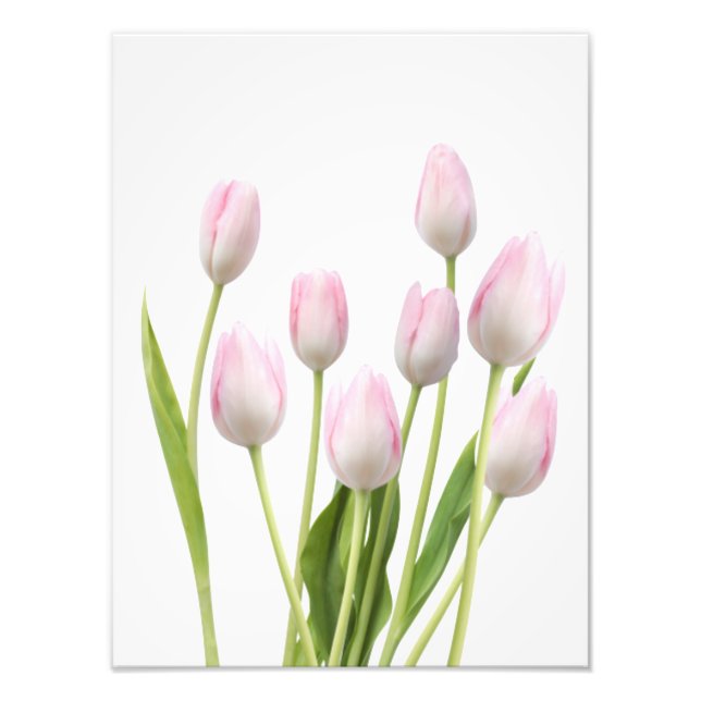 Pink Tulips Photo Print (Front)