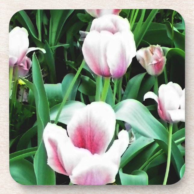 Pink Tulips Picture Coaster (Front)