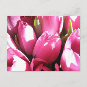 Pink Tulips Postcard