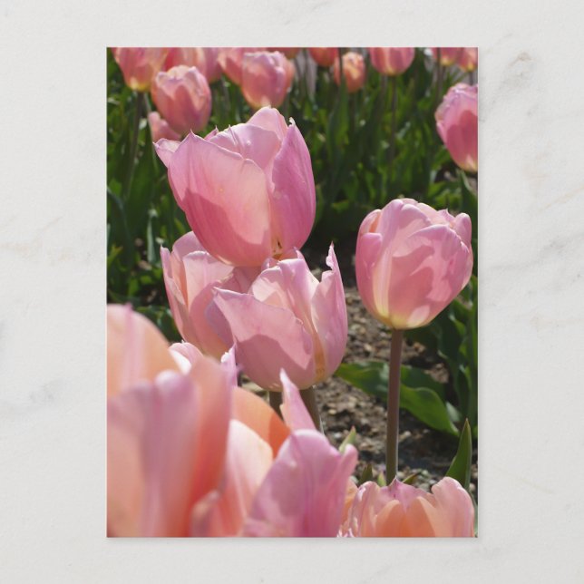 Pink Tulips Postcard (Front)