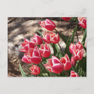 Pink Tulips Postcard