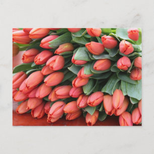 pink tulips postcard