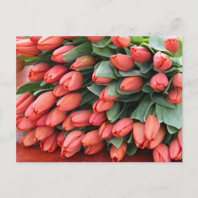pink tulips postcard (Front)