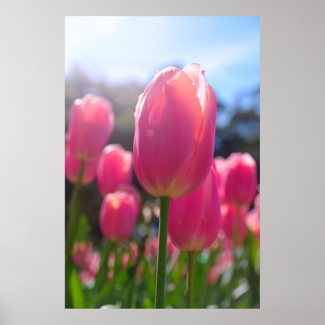 Pink tulips poster (Front)