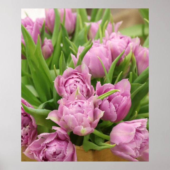 Pink Tulips Poster (Front)