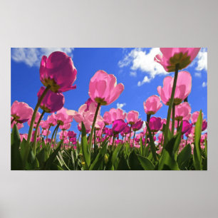 Pink Tulips Poster