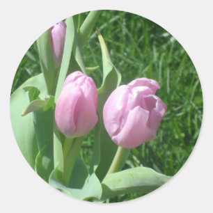 Pink Tulips Stickers