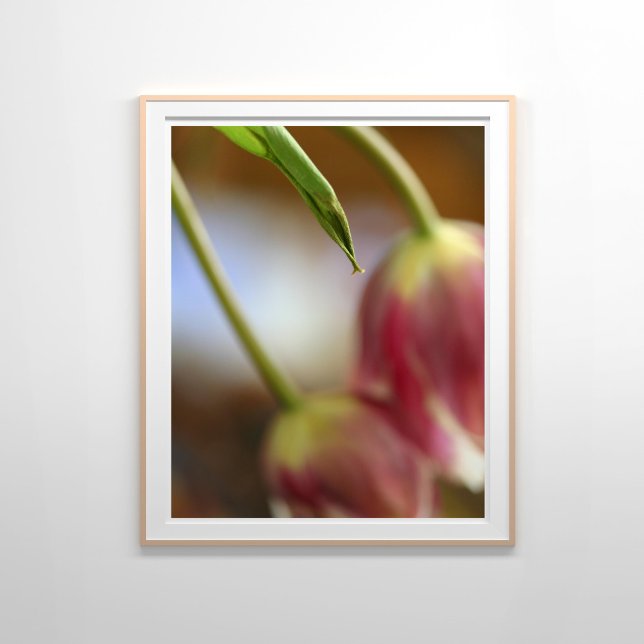 Pink Tulips Still Life Poster (Creator Uploaded)