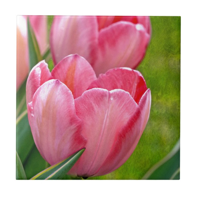 Pink Tulips Tile (Front)