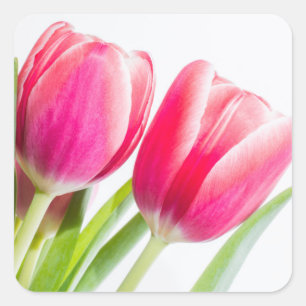 Pink Tulips with Green Leaves Square Sticker