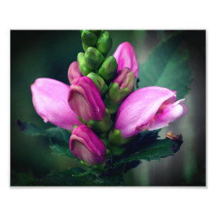 Pink Turtlehead Flower Close Up 8x10 Photo Print