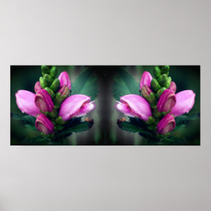 Pink Turtlehead Flower Mirror Abstract Poster