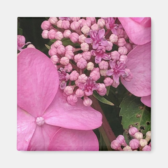 Pink Twist-n-Shout Endless Summer Hydrangea Magnet (Front)