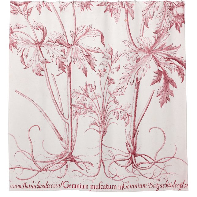 Pink Vintage Botanical Art Shower Curtain (Front)