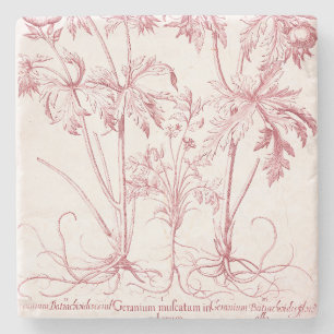 Pink Vintage Botanical Art Stone Coaster