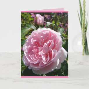 Pink Vintage Cabbage English Floral Rose Card
