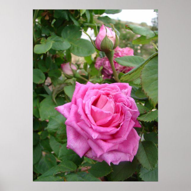 Pink Vintage Cabbage Rose Nature Garden Poster (Front)