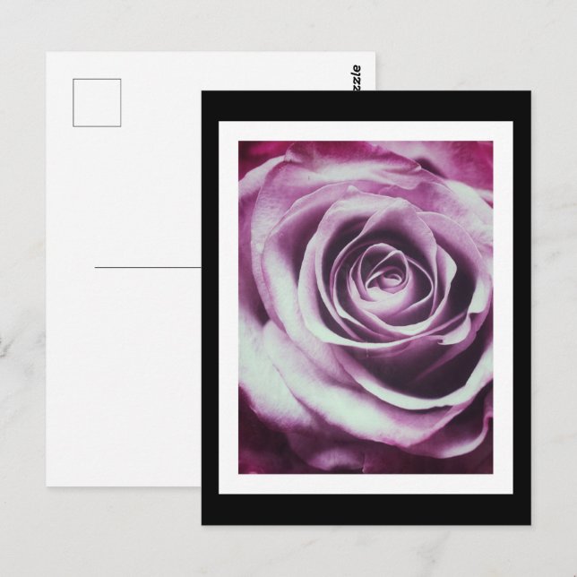 Pink Vintage Rose Postcard (Front/Back)