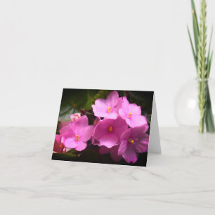 Pink Violette Africaine Saintpaulia Flowers Card