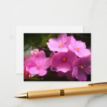Pink Violette Africaine Saintpaulia Flowers