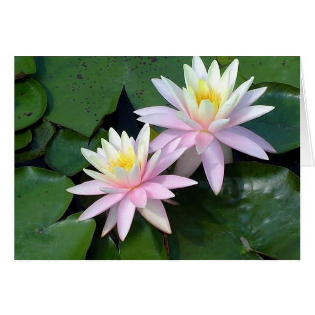 Pink Water Lilies (Front Horizontal)