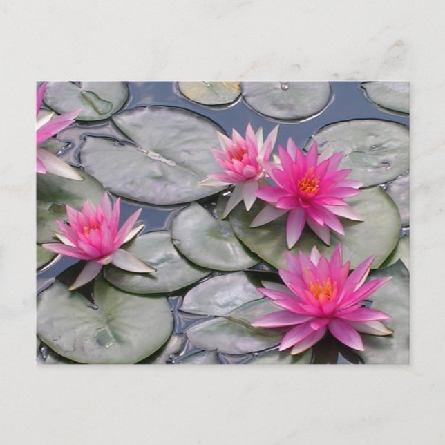 Pink Water Lilies Announcement Postcard (Front)