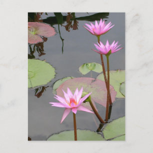 Pink Water Lilies Postcard